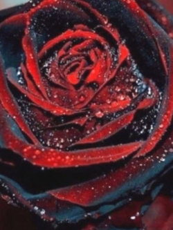 กุหลาบสีแดงเลือด (Blood Rose) / 20 เม็ด (China)