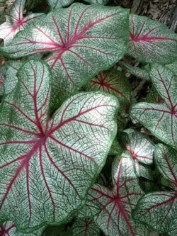 ต้นบอนสี ลูกไม้ป่าก้านดำ กระถาง 6 นิ้ว