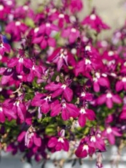 โลบีเลียเลื้อย - คาร์มาย (Lobelia - Carmine) สีแดง / 3,200 เม็ด (Poland)