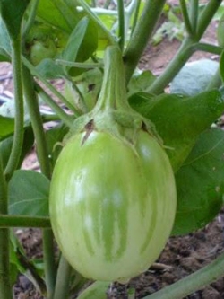 มะเขือยักษ์หยกภูพาน / 20 เม็ด