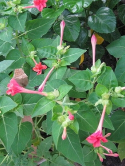 บานเย็น สีโอโรส / 10 เม็ด (หายาก)