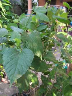 ต้นหม่อนดำออสตุรกี สูง 30-45 ซ.ม. / ต้น