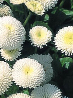 อิงลิช เดซี่ (Daisy English - Pomponette) สีขาว / 500 เม็ด (UK)