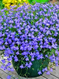 ดอกผีเสื้อ สีฟ้าอ่อน / 50 เม็ด