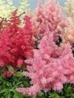 อัสดง (Astilbe - Showstar) คละ / 30 เม็ด (UK)