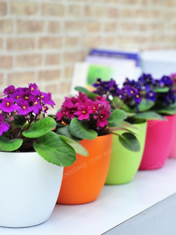 มินิ แอฟริกัน ไวโอเล็ต (Mini African Violet) คละสี / 50 เม็ด (นอก)