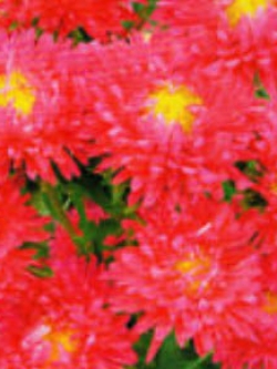 แอสเตอร์ (Aster) สีแดง / ซอง 50 เม็ด (J001)