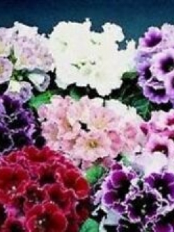 กล็อกซีเนีย (Gloxinia - Empress) คละ / 25 เม็ด (UK)