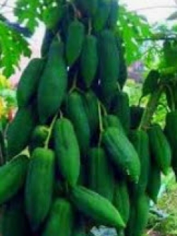 มะละกอกลางดง หรือแก้วกลางดง / 10 เม็ด (ไทย)