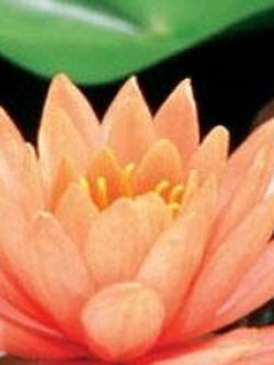 บัวฝรั่ง สีส้ม "โคโลราโด้" / 200 เม็ด