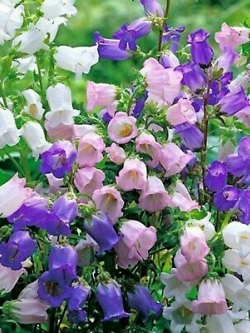 ดอกระฆัง หรือแคมพานูล่า (Campanula) คละสี / 2,500 เม็ด (Ukraine)