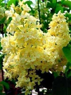 ไลแลค ญี่ปุ่น (Japanese Lilac) สีเหลือง / 50 เม็ด (นอก)