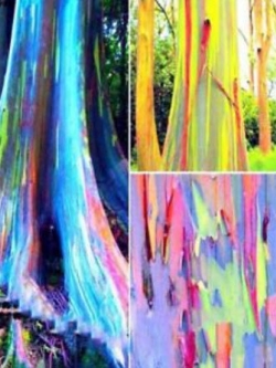 ยูคาลิปตัสแฟนซีฮาวาย (Hawaii Rainbow Eucalyptus) / 100 เม็ด