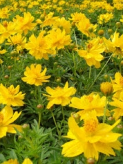 ดาวกระจาย (Cosmos) สีเหลือง / 200 เม็ด