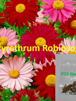 ไพรีทรัม โรบินสัน / เพ้นท์เดซี่ / ไพรีธัม (Painted Daisy / Pyrethrum Robinson) คละ / 140 เม็ด (UK)