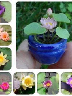 บัวจิ๋ว (mini lotus) คละสี-แบบ / 10 เม็ด (นอก)
