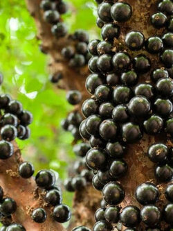 ต้นองุ่นบราซิล ฌาบูติกาบา jabuticaba องุ่นต้น สูง 40-60 ซ.ม.