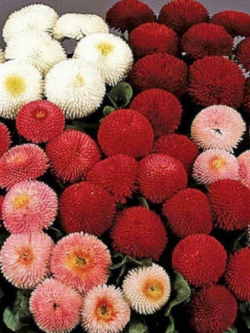 เดซี่ปิงปอง (Daisy pompons) / ซอง 300 เม็ด (Ukraine)