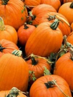 ฟักทองสีส้ม / 10 เม็ด (นอก)