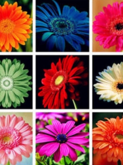 เยอบีร่า (Gerbera) คละสี / 25 เม็ด (นอก)