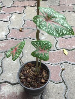 ต้นบอน นกกระทา กระถาง 6 นิ้ว