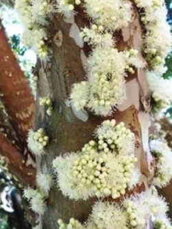 องุ่นบราซิล (Jaboticaba) ผลขาว / 25 เม็ด