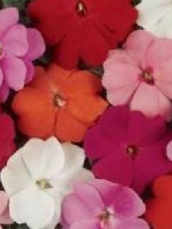 เทียนนิวกินี (New Guinea Impatiens -Divine Mixed F1) / 10 เม็ด (UK)