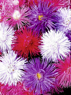 แอสเตอร์ ไจแอนท์ เรย์ (Aster - Giant Ray) ต้นสูง คละ / 200 เม็ด (UK)