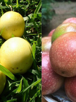 เสาวรส รวมสีเหลืองและแดง / 100 เม็ด (P2S)