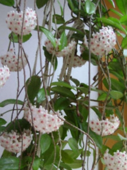 โฮยา (Hoya) สีขาว / 300 เม็ด