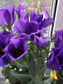 ไลซิแอนธัส (Lisianthus) สีม่วง / 100 เม็ด