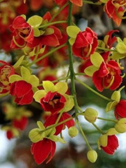 คูณแดง บริวสเตอร์ แคสเซีย (Red Brewsters Cassia) / 10 เม็ด (Australia)