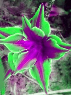 ไลซิแอนธัส (Lisianthus) สีเขียว-ม่วง / 25 เม็ด