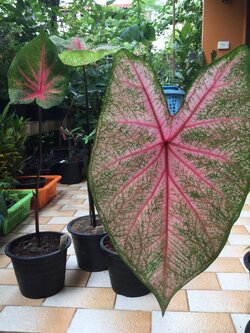 ต้นบอนสี ชมพูอันดามัน กระถาง 8 นิ้ว / ต้น*