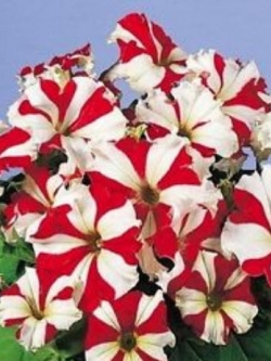 พิทูเนีย สเตลล่าริส (Petunia Stellaris) / ซอง 300 เม็ด (Ukraine)