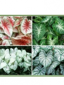 บอนสี (Caladium) คละ / 100 เม็ด (นอก)