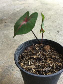 ต้นบอน ช้างเผือกใบบัว กระถาง 4 นิ้ว