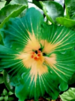 ชบา สีเขียว (Green Hibiscus) ไส้เหลือง / 50 เม็ด (นอก)