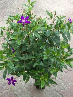 ต้นม่วงมงคล หรือโคลงเคลง กระถาง 8 นิ้ว สูง 20-30 ซ.ม.