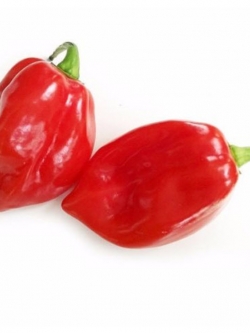 พริก Savina Habanero แดง / 100 เม็ด (Sri Lanka)