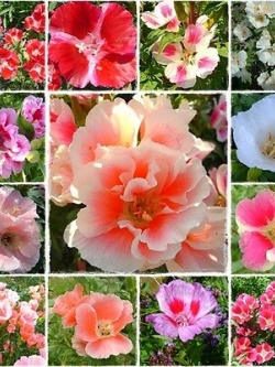 ก็อดดีเทีย โมนาร์ช (Godetia Monarch) คละ / 2,000 เม็ด (UK)