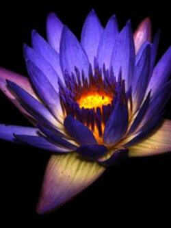 บัวสีน้ำเงิน (Blue Waterlily) / 200 เม็ด