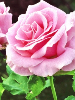 กุหลาบชมพู (Pink Rose) / 100 เม็ด (MG-5)