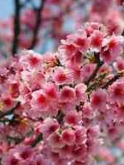 ซากุระ (Sakura / Cherry blossom) ชมพู / 10 เม็ด (S027)