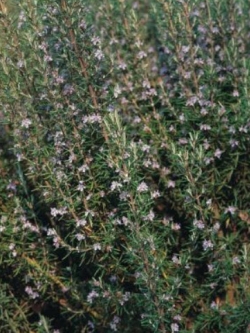 โรสแมรี่ (Rosemary) / 400 เม็ด (UK)