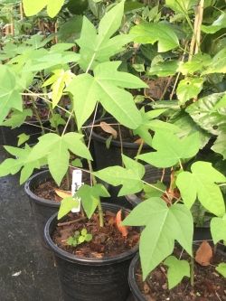 ต้นกล้ามะละกอ ฟลอริด้า โกลด์ กระถาง สูง 20-30 ซ.ม. / ต้น (พันธุ์จาก USA)