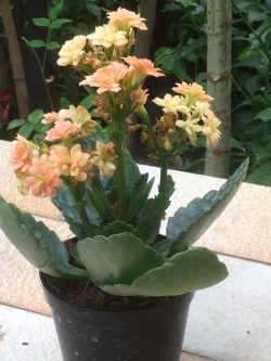 ต้นกุหลาบหิน สีส้ม ซ้อน size-S / ต้น