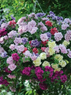 พิทูเนียซ้อน ฮายบริดจ์ (Petunia Hybrid) คละ / 200 เม็ด