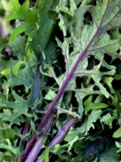 ผักเคลรัสเซียม่วง (Kale Russian) / 500 เม็ด (UK)*