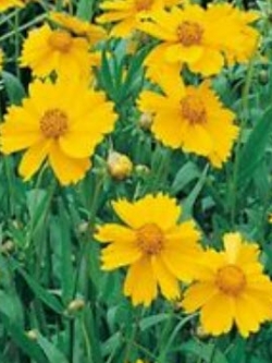 ดอกไม้ไหว หรือตาเสือ (Coreopsis) สีเหลือง / 50 เม็ด (USA)